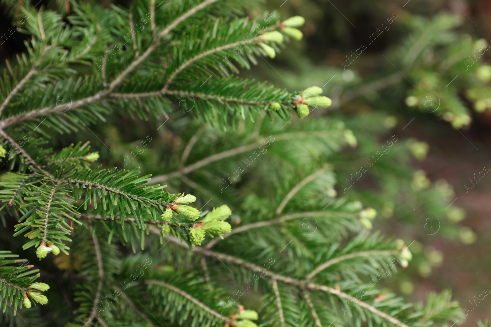 Photo of Green branches of beautiful conifer tree outdoors, closeup