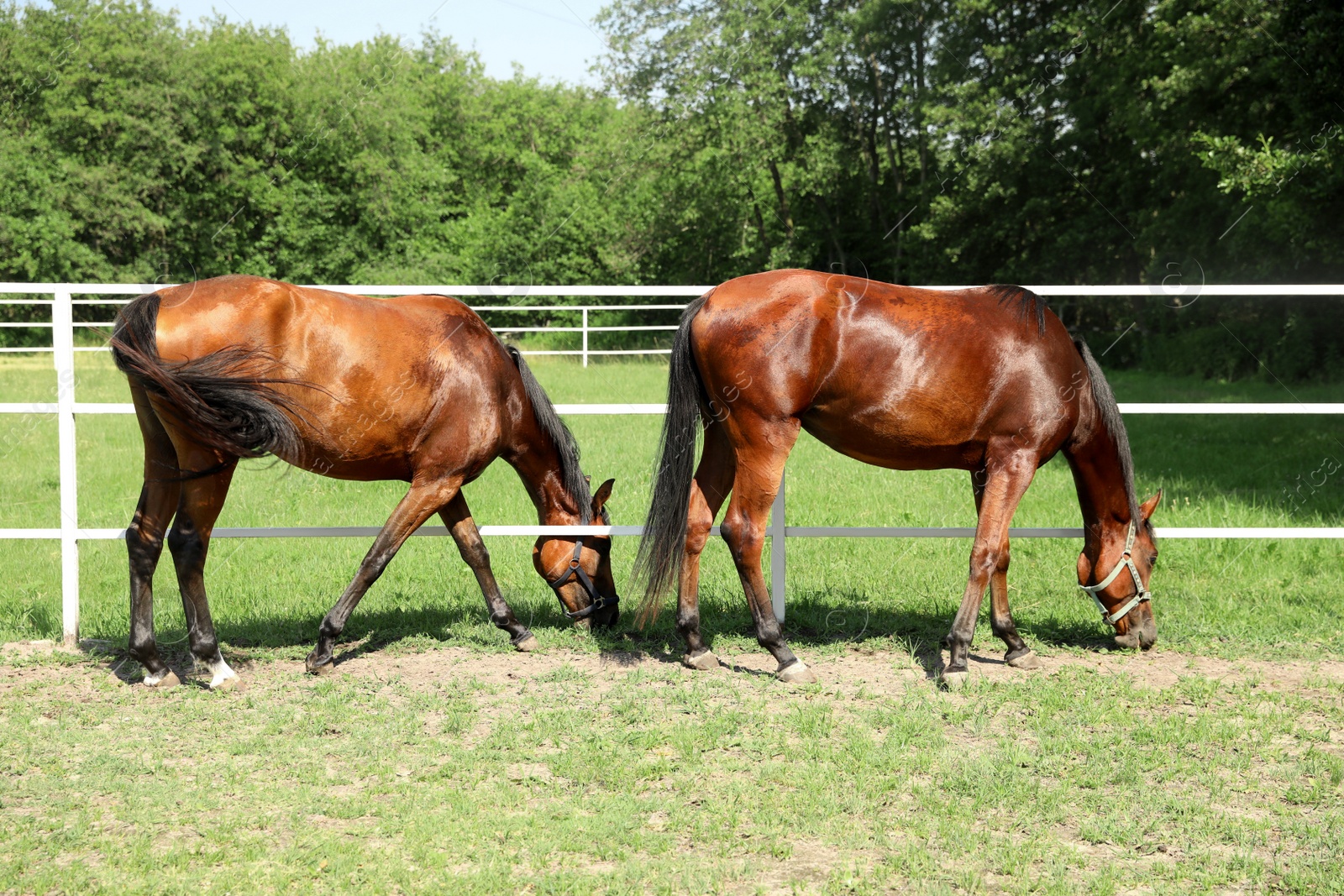 Photo of Bay horses in paddock on sunny day. Beautiful pets