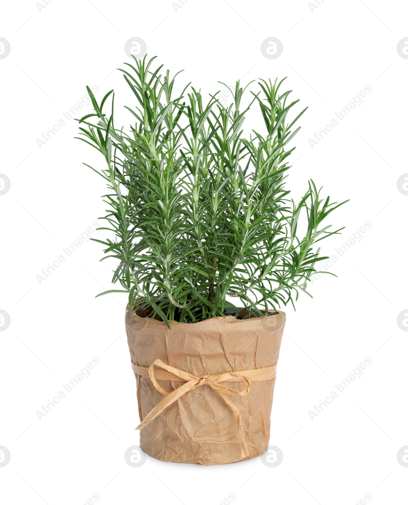 Photo of Aromatic green rosemary in pot isolated on white