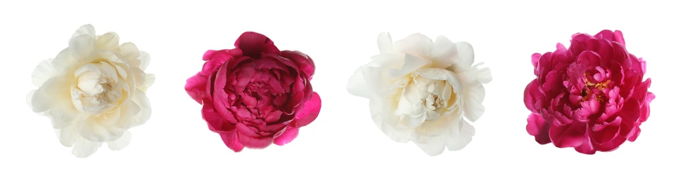 Image of Set of different beautiful peony flowers on white background. Banner design