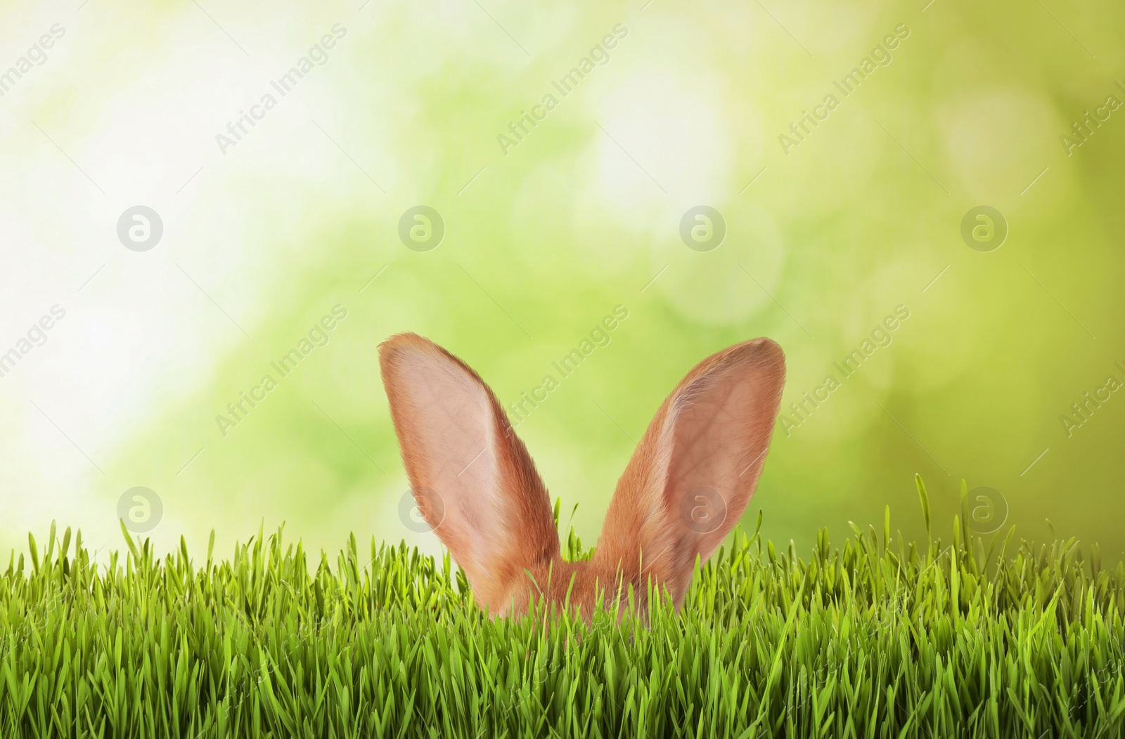 Image of Cute Easter bunny hiding in green grass outdoors 