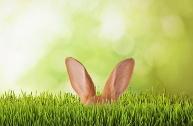 Image of Cute Easter bunny hiding in green grass outdoors 