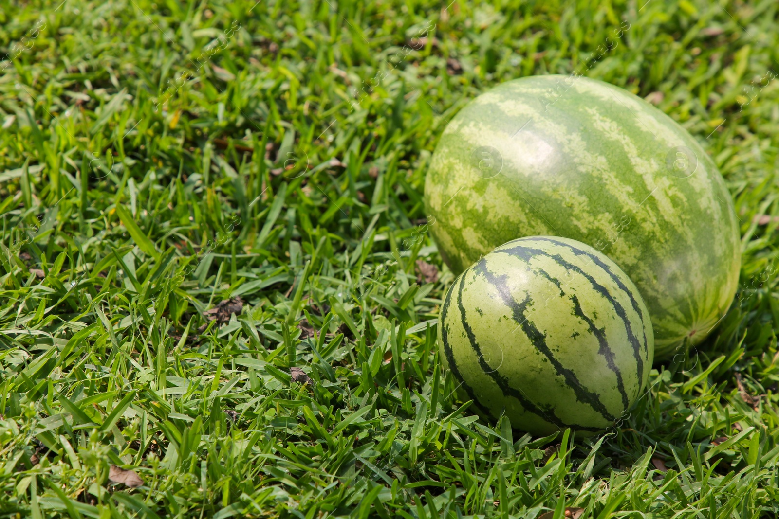 Photo of Different delicious ripe watermelons on green grass outdoors. Space for text