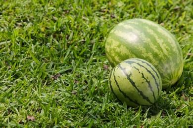 Different delicious ripe watermelons on green grass outdoors. Space for text