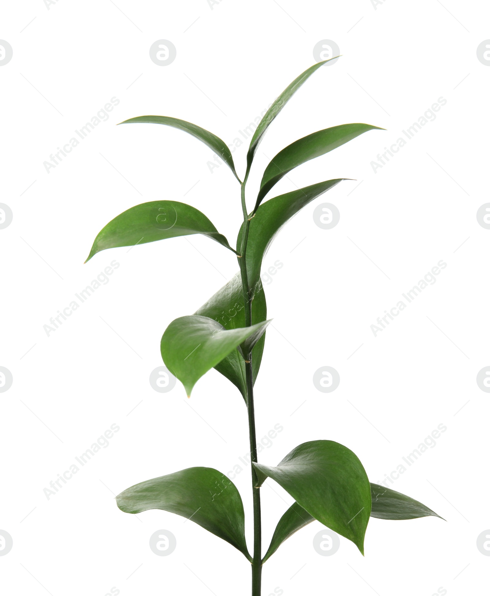 Photo of Ruscus branch with fresh green leaves on white background