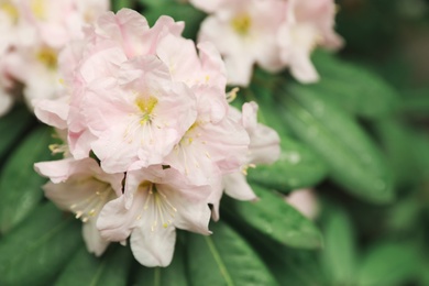 Photo of Beautiful tiny tropical flowers in botanical garden, closeup. Space for text