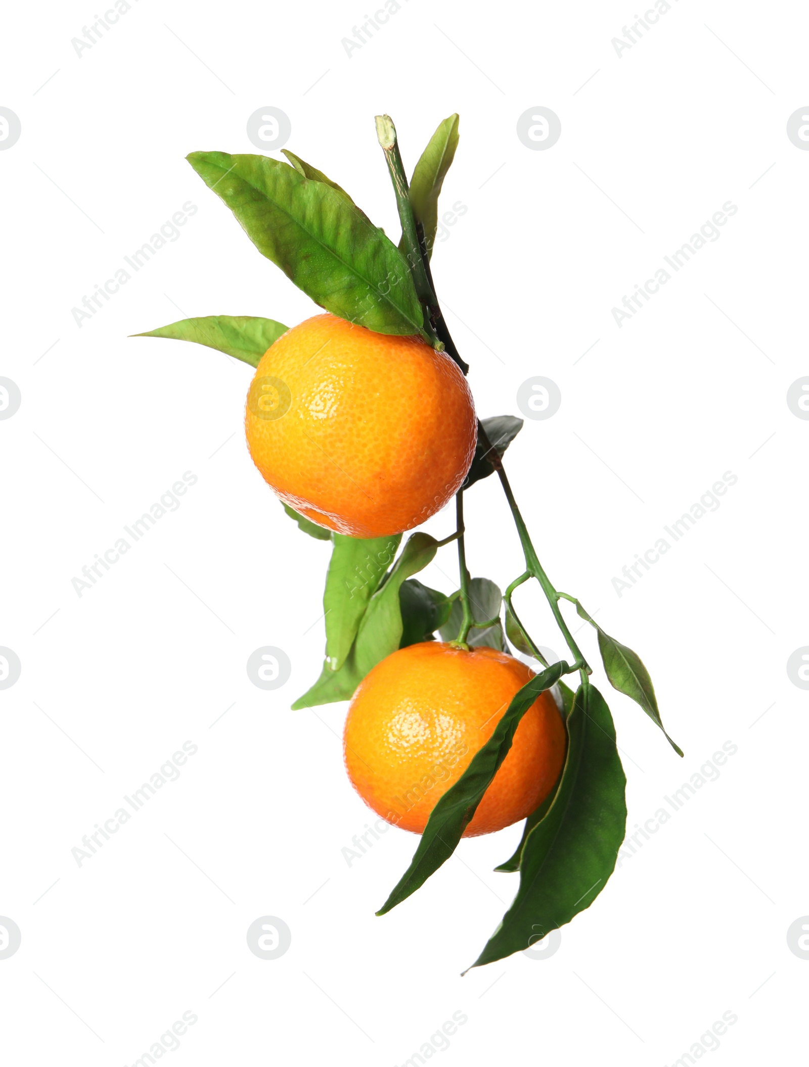 Photo of Fresh tangerines with green leaves isolated on white