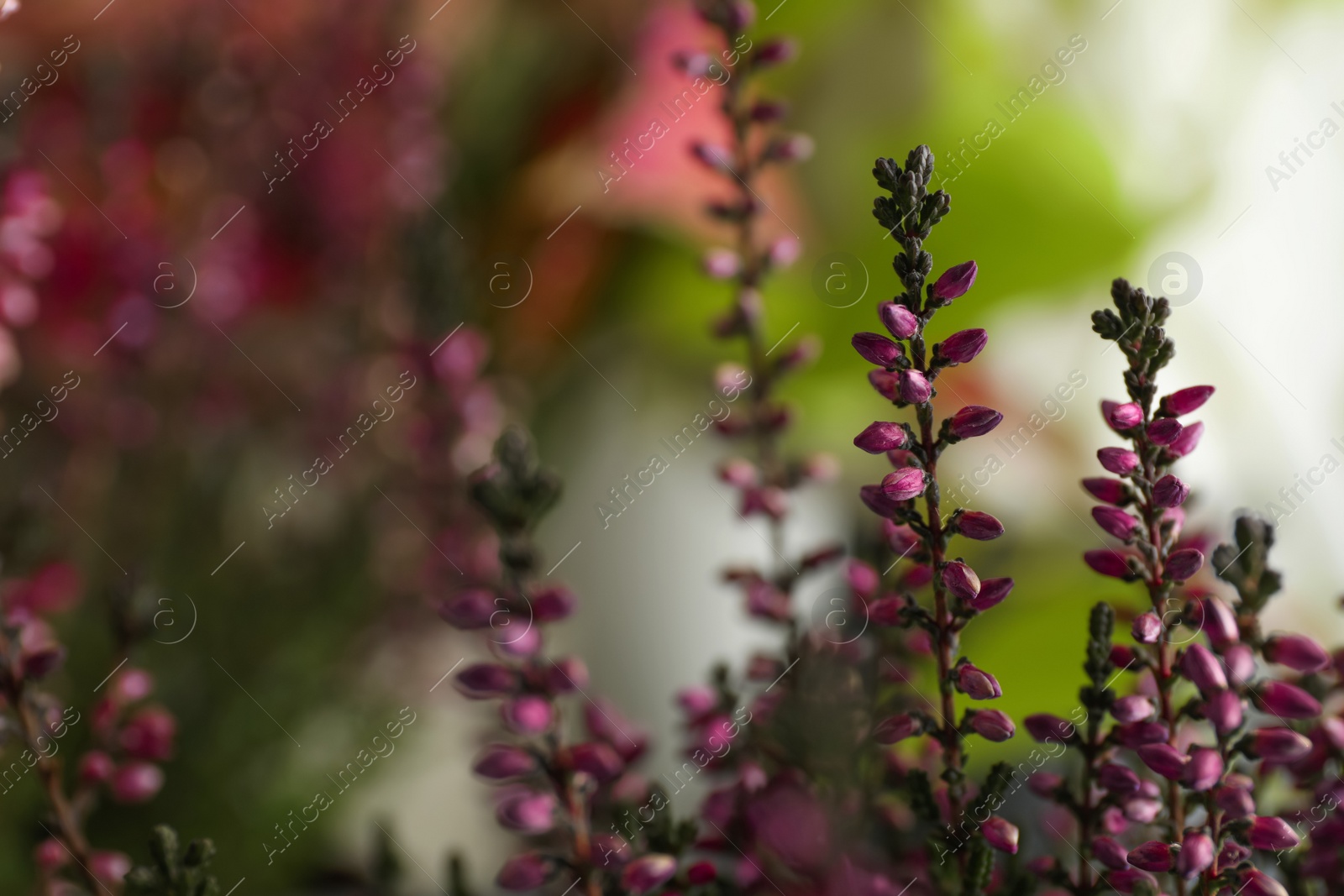 Photo of Heather shrub with beautiful flowers on blurred background, closeup