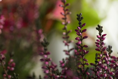 Heather shrub with beautiful flowers on blurred background, closeup