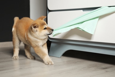 Photo of Adorable Akita Inu puppy stealing clothes from commode at home