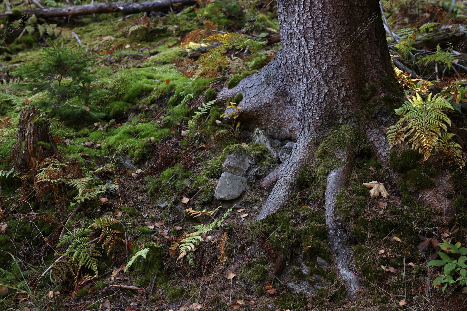 Photo of Young plants and moss growing near tree in forest