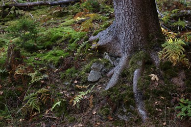 Young plants and moss growing near tree in forest