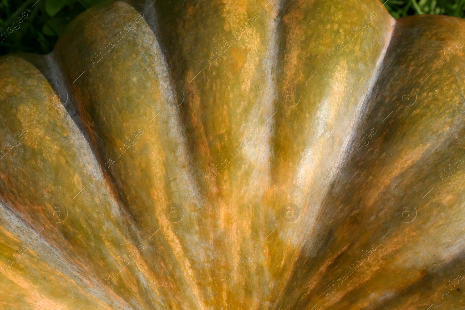 Photo of Ripe pumpkin as background, top view. Autumn harvest