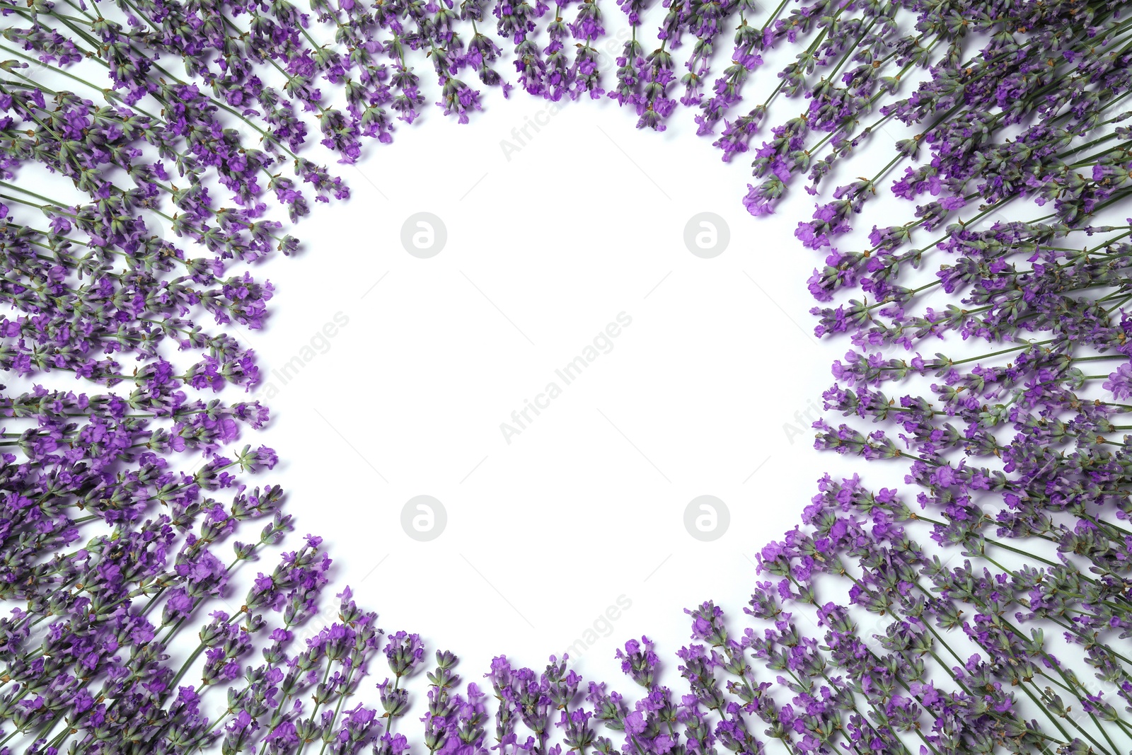 Photo of Frame of beautiful aromatic lavender flowers on white background, flat lay. Space for text