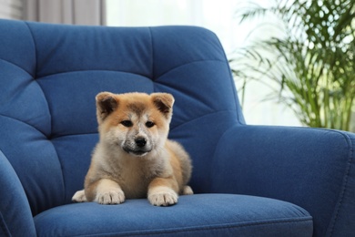 Photo of Adorable Akita Inu puppy in armchair at home, space for text