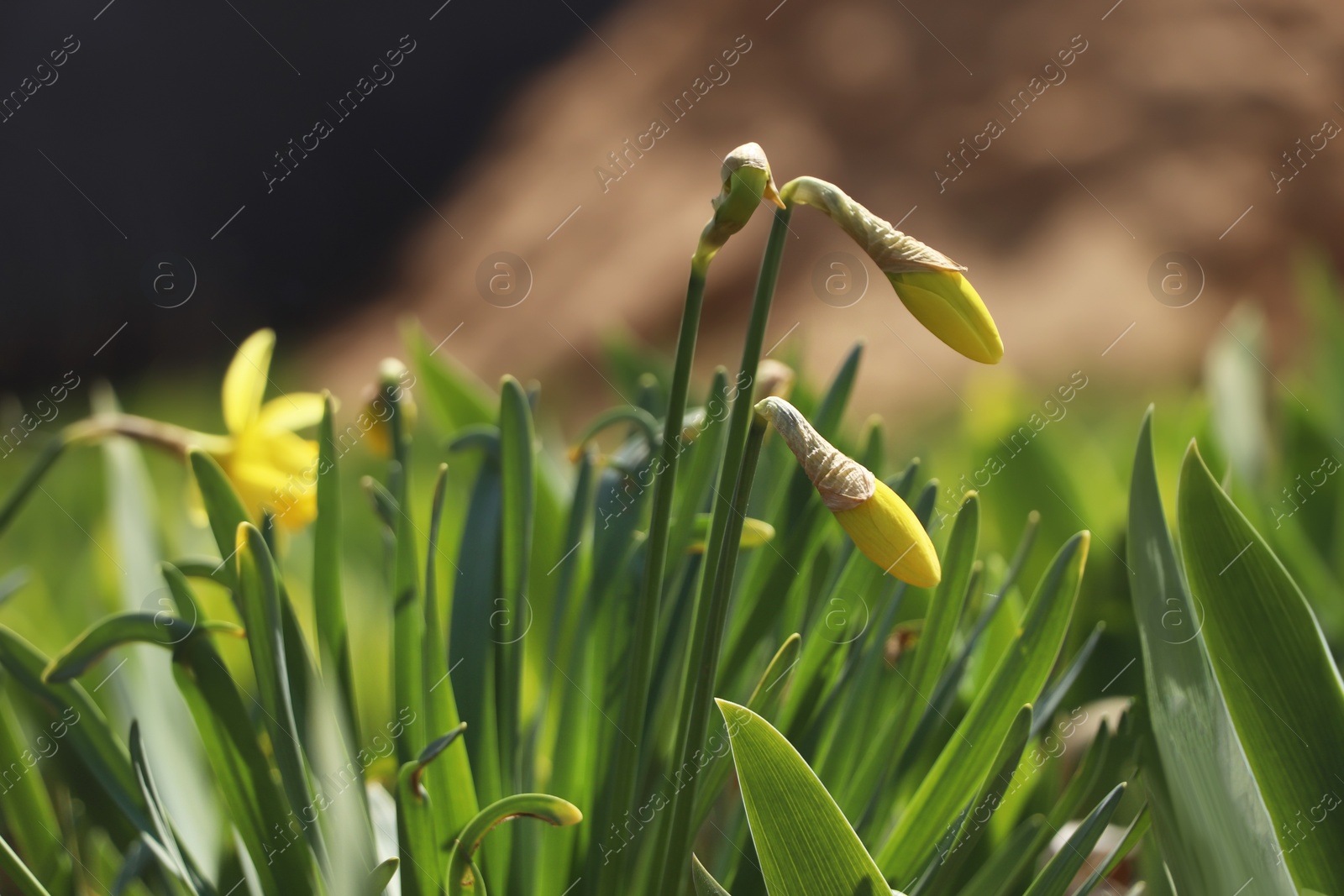 Photo of Beautiful daffodils growing in garden on sunny day, closeup