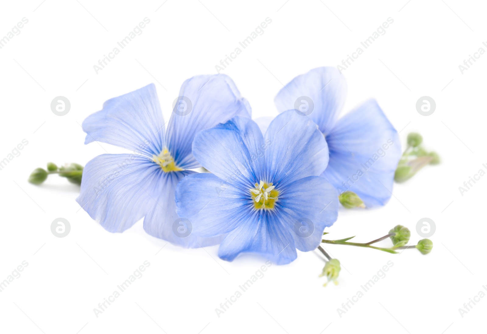 Photo of Beautiful blooming flax flowers on white background