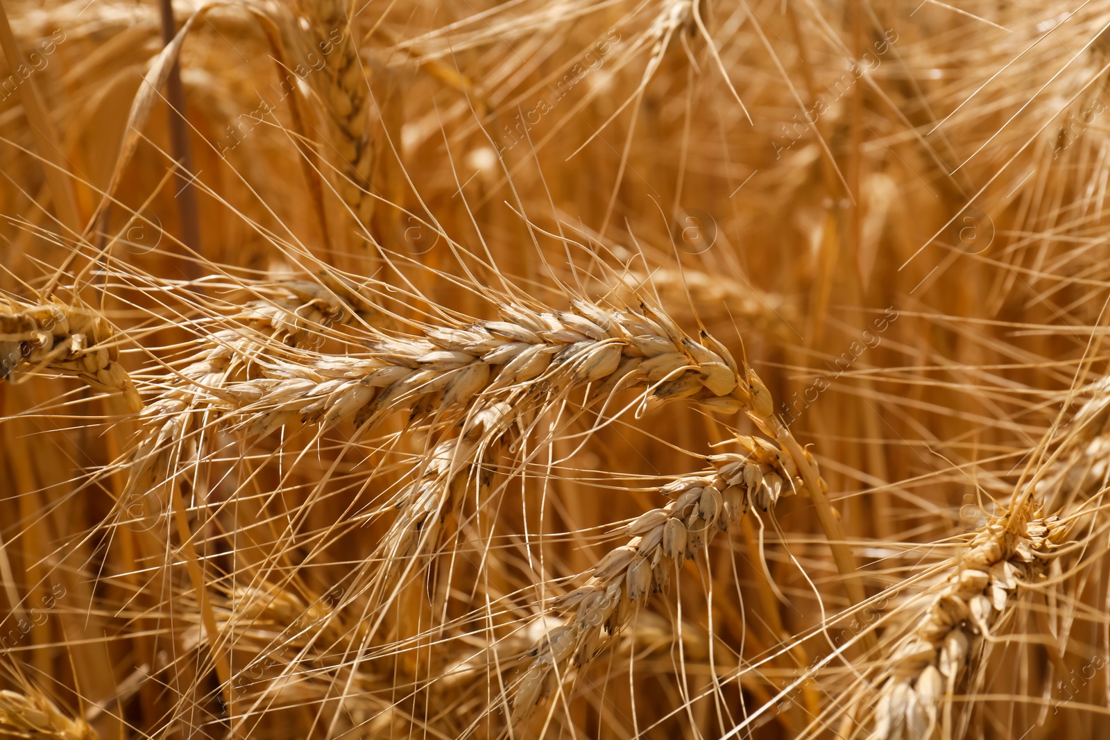 Photo of Ripe wheat spikes in agricultural field, closeup