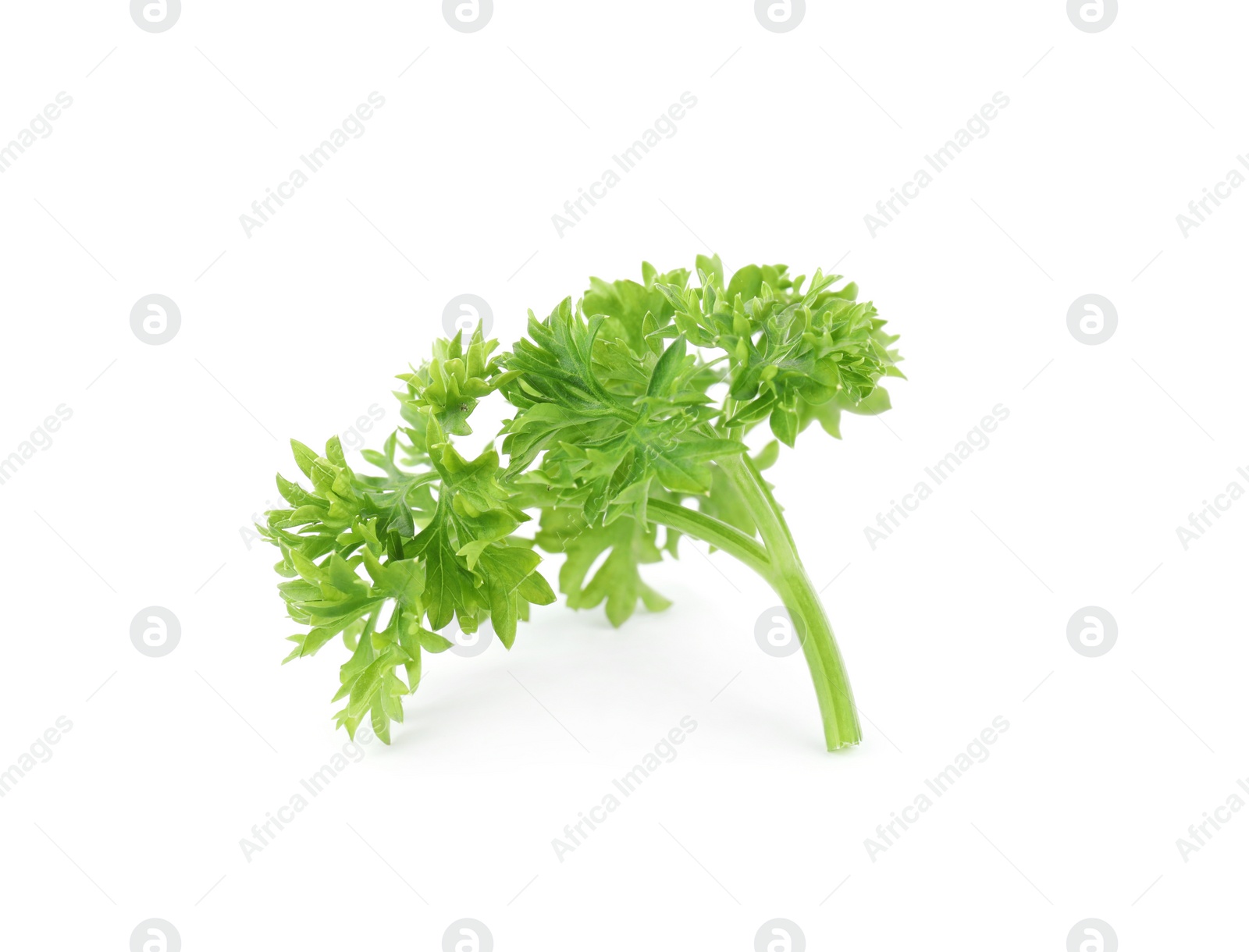 Photo of Fresh green organic parsley on white background