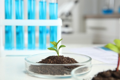 Photo of Petri dish with soil and sprouted plant on white table. Biological chemistry