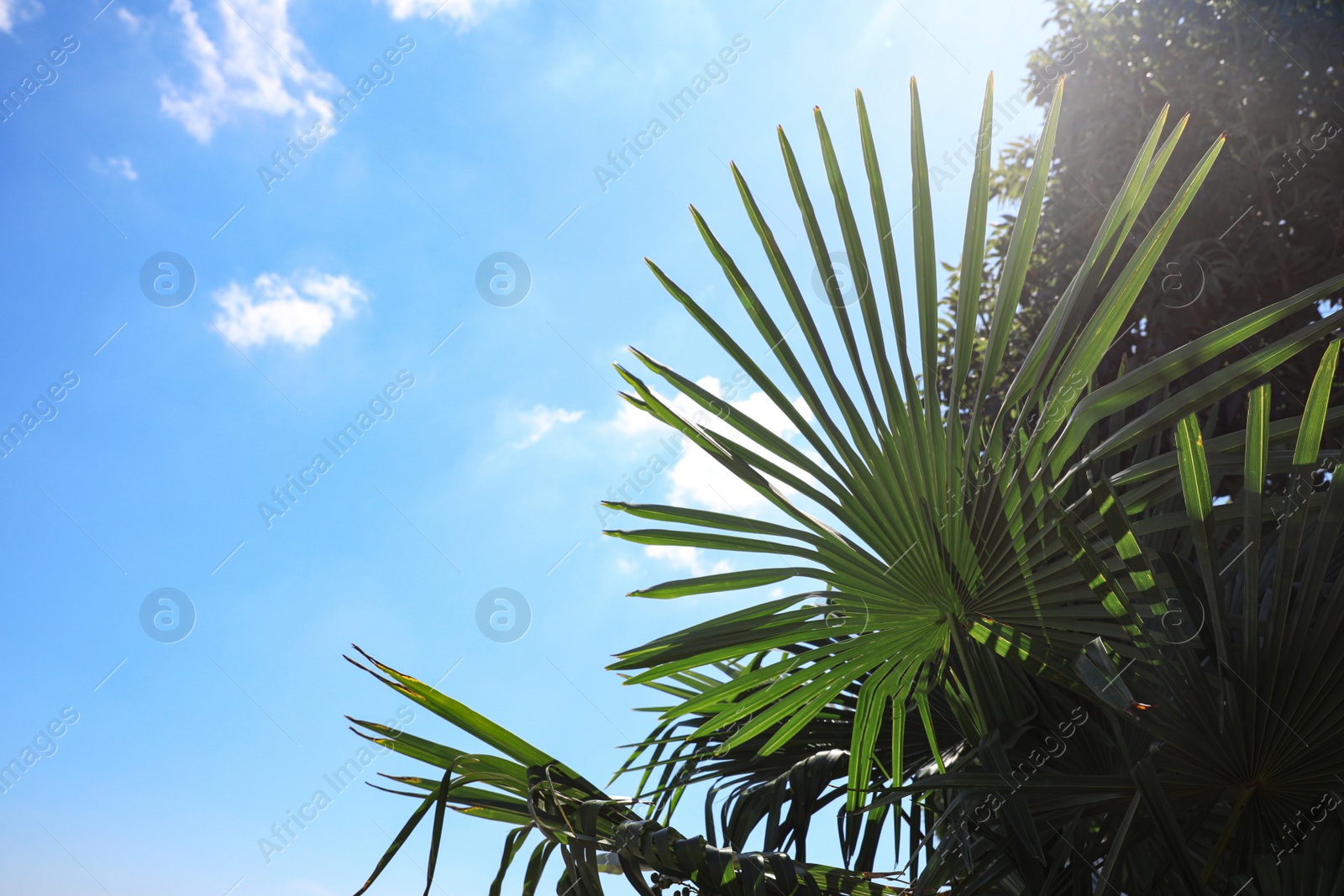 Photo of Palm leaves and tree on sunny day