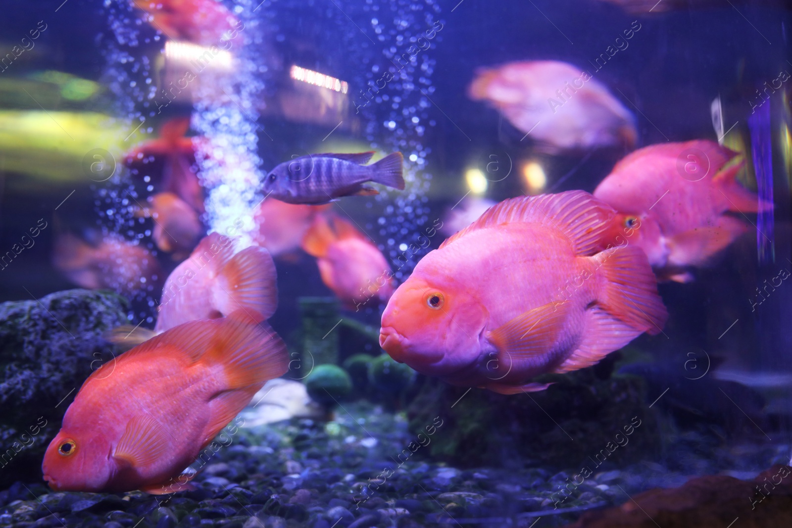 Photo of Beautiful blood parrot cichlid fish in clear aquarium