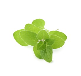 Sprig of fresh green oregano isolated on white