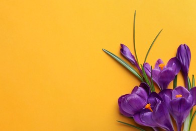 Beautiful purple crocus flowers on yellow background, flat lay. Space for text