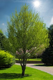 Beautiful tree with green leaves in park on sunny day