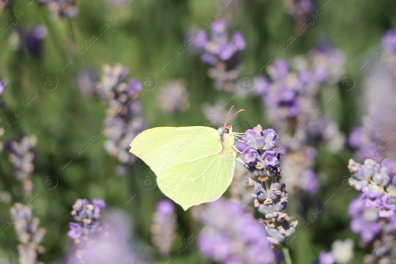 Photo of Beautiful butterfly in lavender field on sunny day, closeup