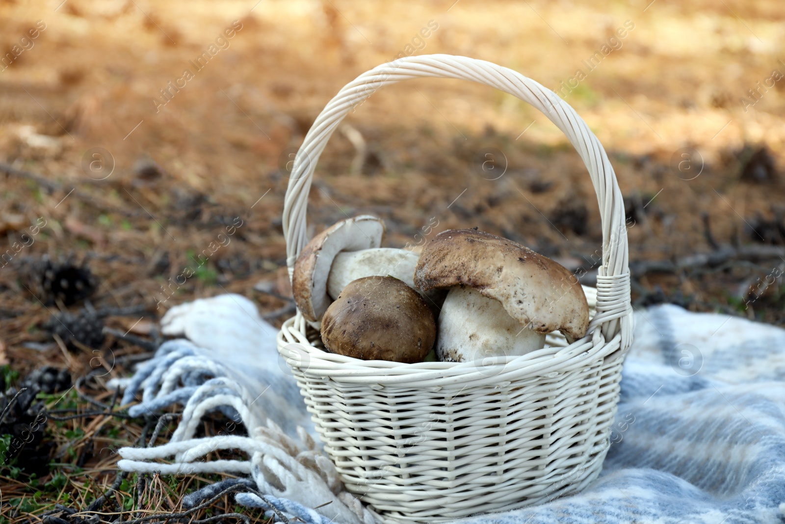 Photo of Wicker basket with fresh wild mushrooms in forest