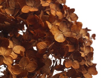 Photo of Beautiful dried hortensia flowers on white background, closeup