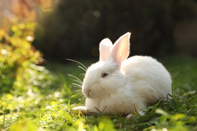 Photo of Cute white rabbit on green grass outdoors. Space for text