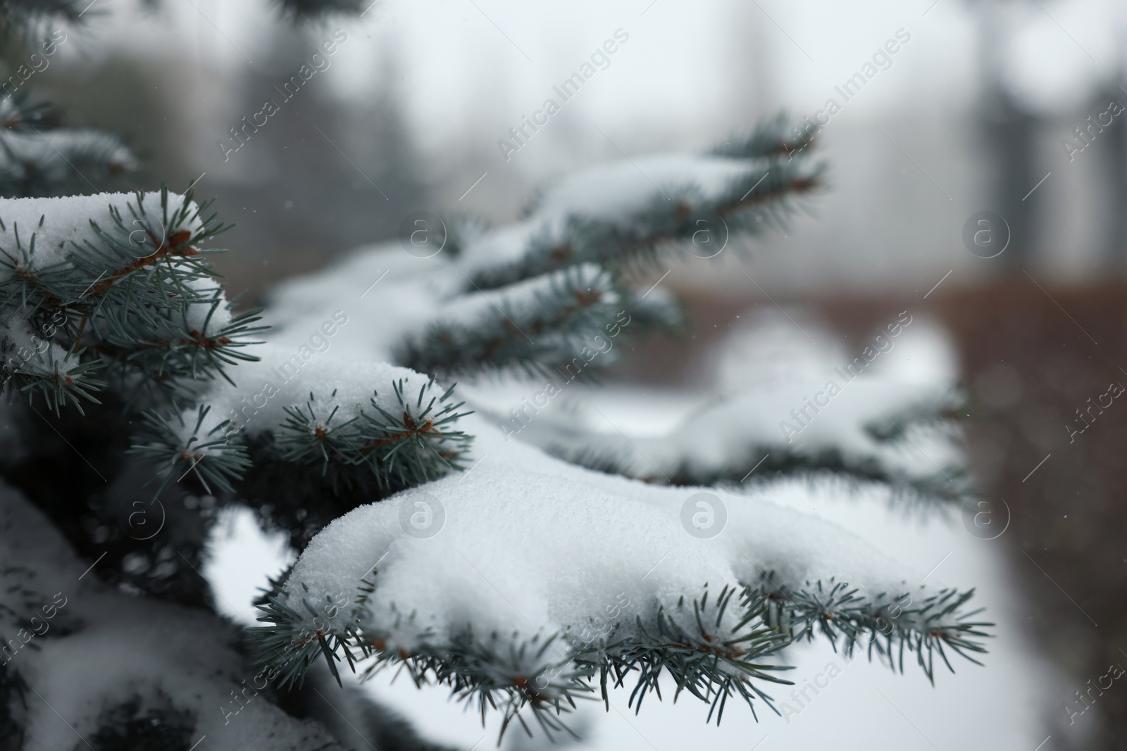 Photo of Branches of spruce covered with snow outdoors, closeup