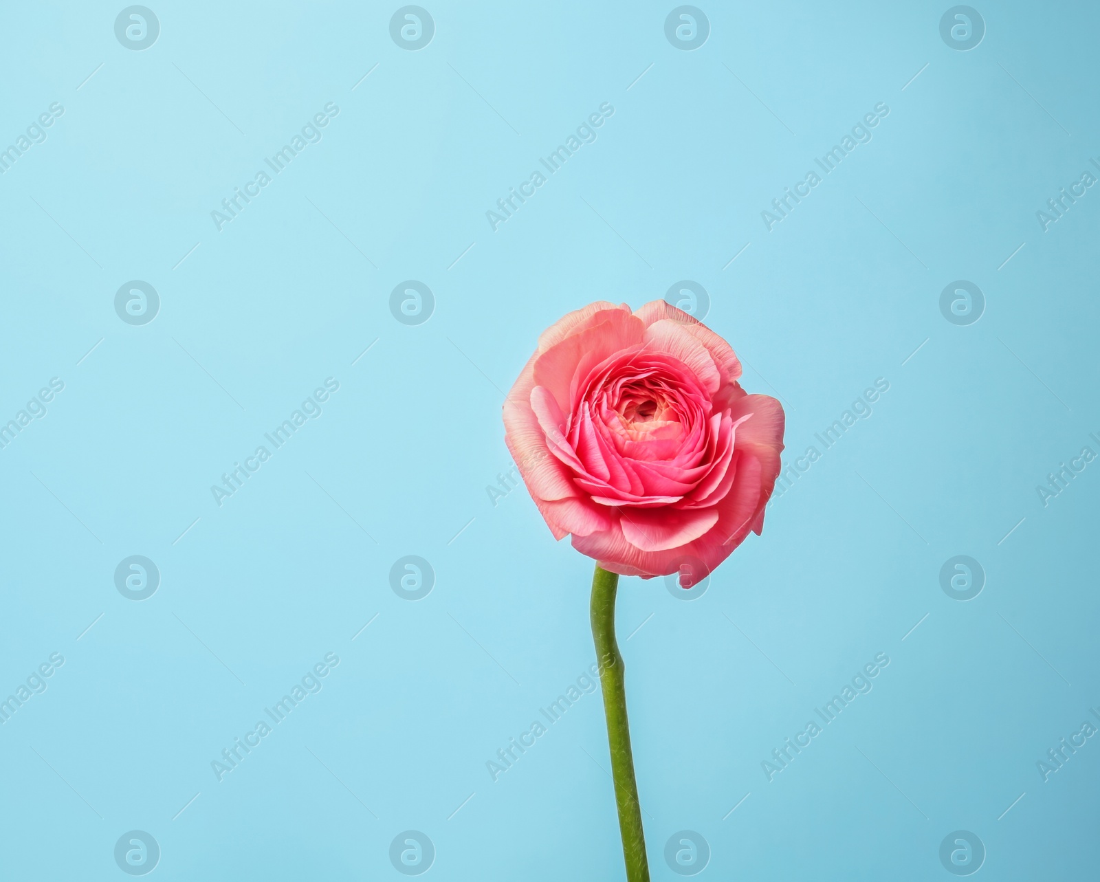 Photo of Beautiful ranunculus flower on color background