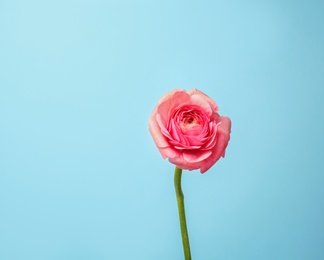 Beautiful ranunculus flower on color background