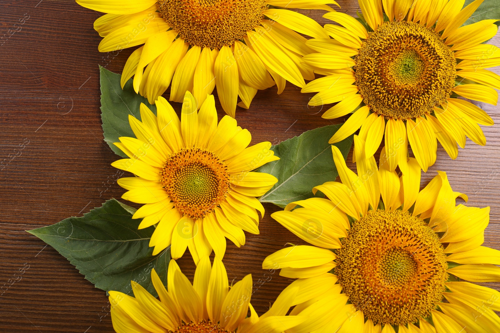 Photo of Beautiful bright sunflowers on wooden background, flat lay
