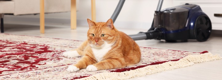 Image of Cute ginger cat lying on carpet at home. Banner design