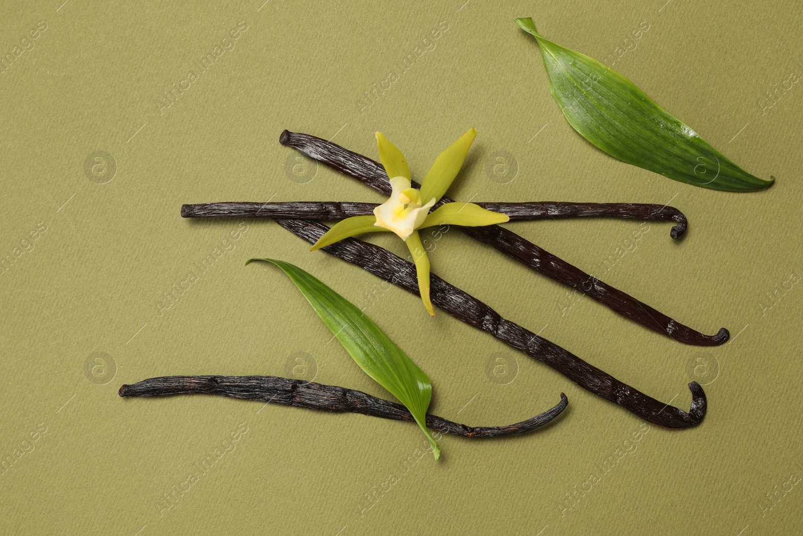 Photo of Vanilla pods, beautiful flower and green leaves on olive color background, top view