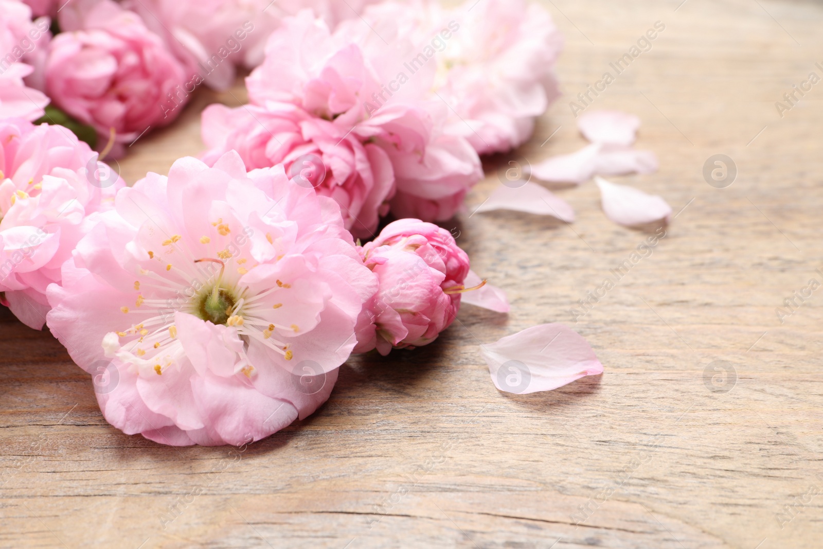 Photo of Beautiful sakura tree blossoms on wooden background, closeup