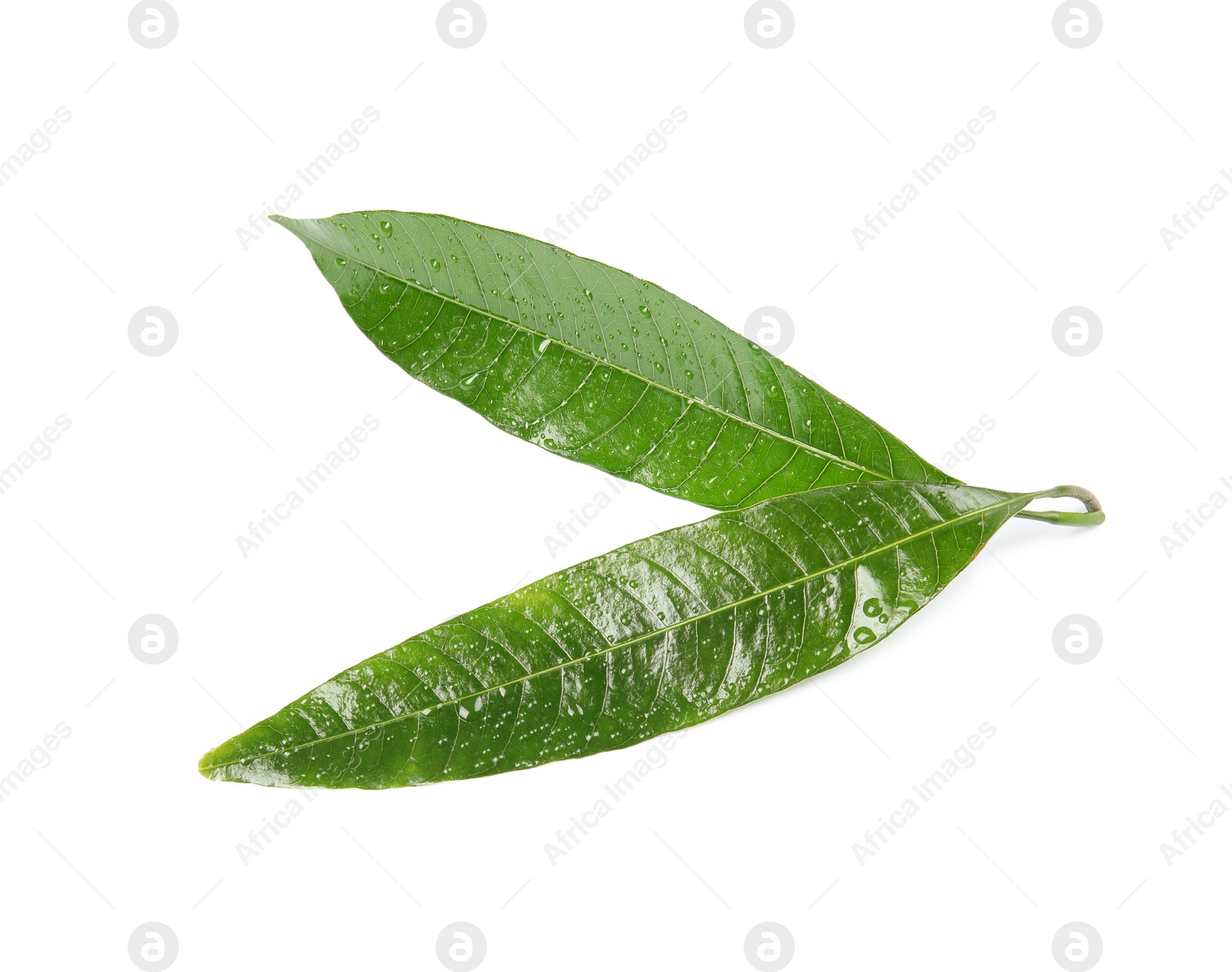 Photo of Green mango leaves with water drops on white background