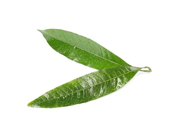 Green mango leaves with water drops on white background