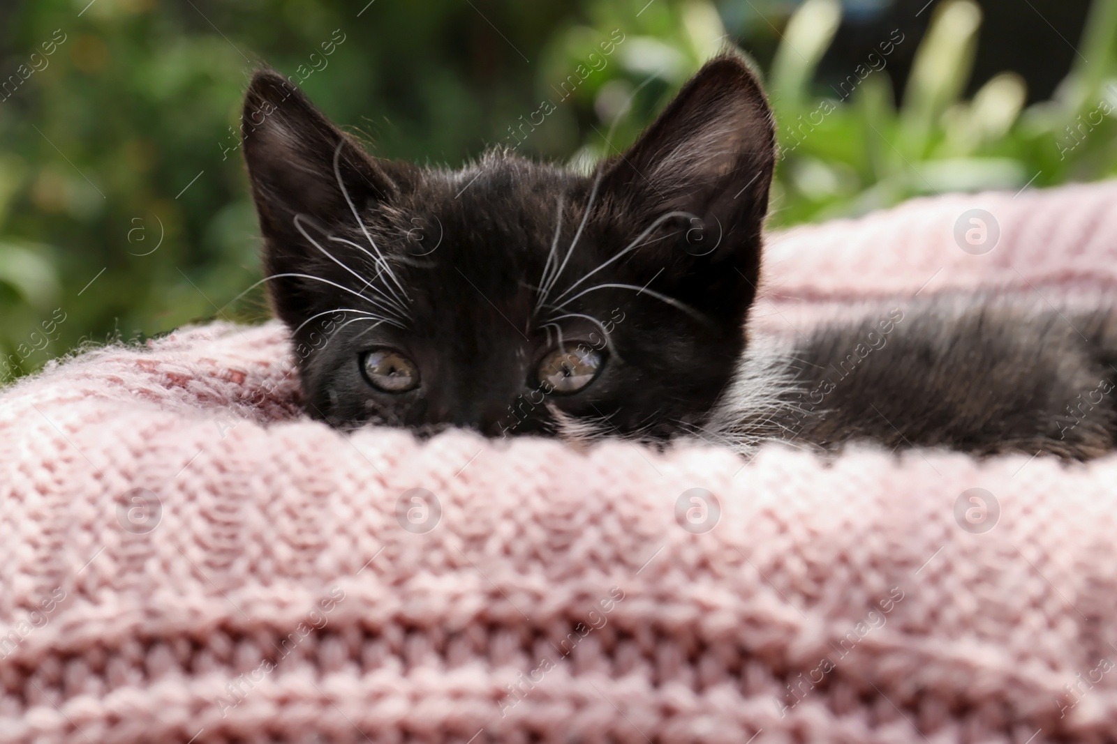 Photo of Cute cat resting on pink knitted fabric outdoors, closeup