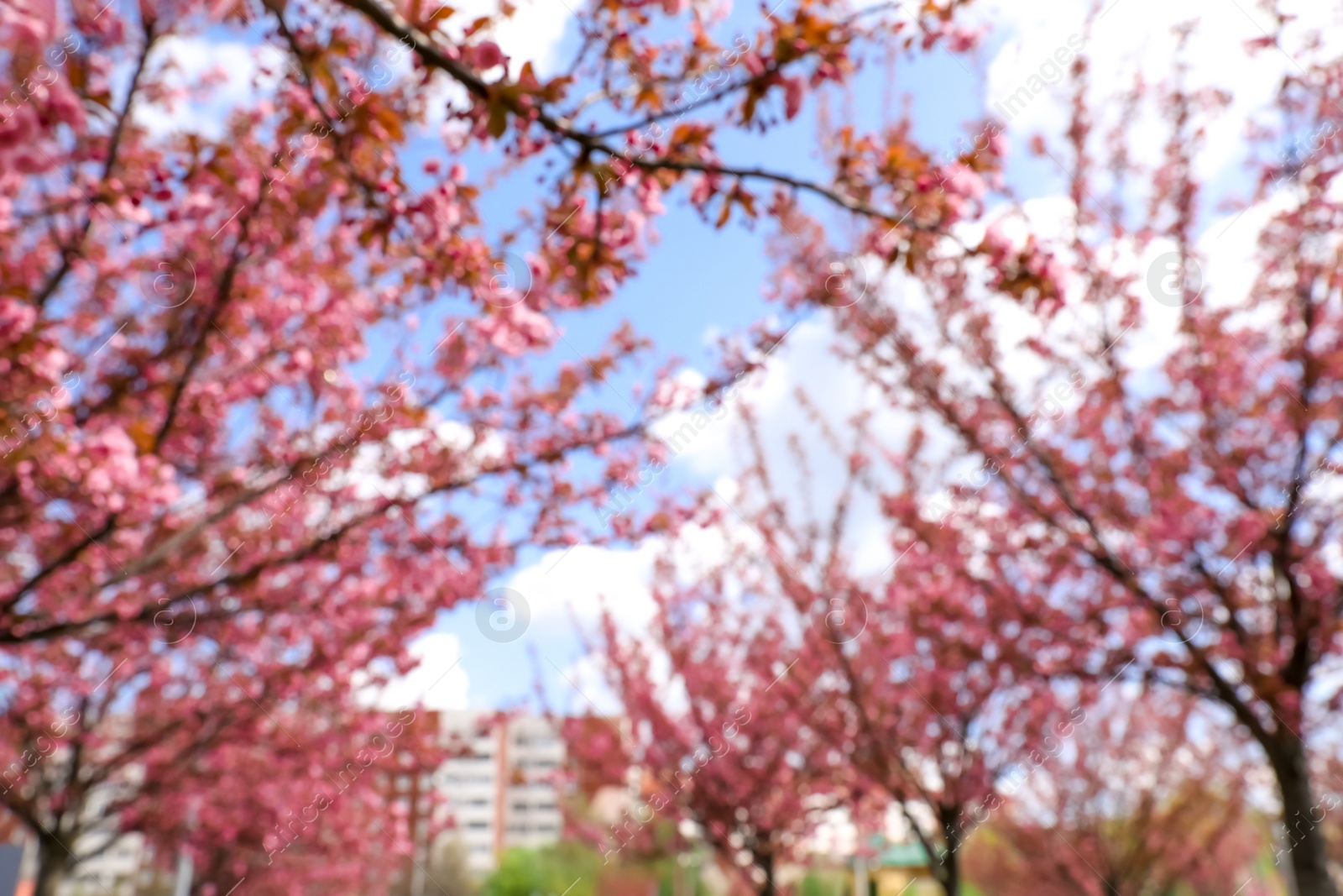 Photo of Blurred view of beautiful blossoming sakura trees outdoors