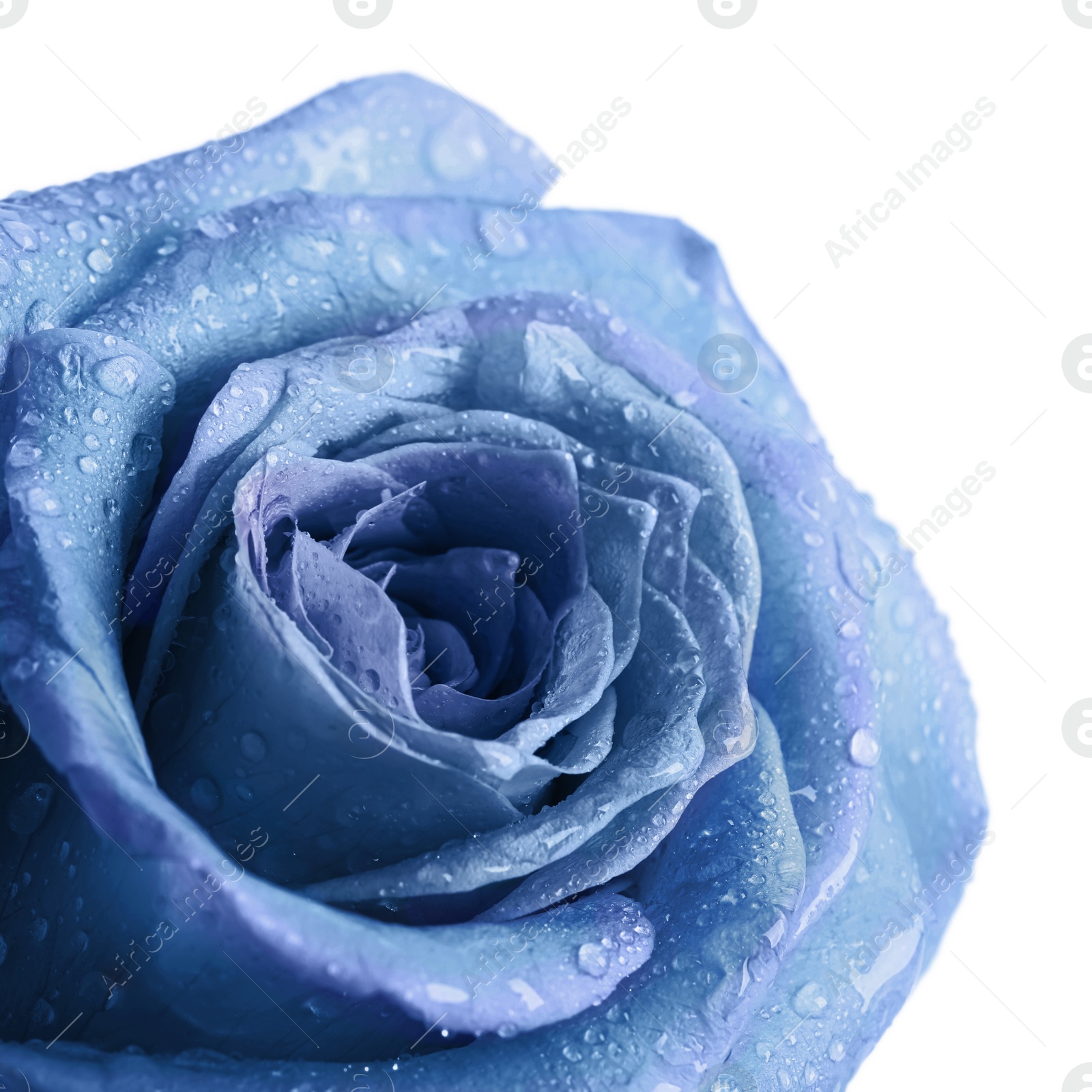 Image of Beautiful light blue rose with water drops on white background, closeup