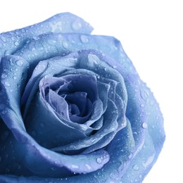 Beautiful light blue rose with water drops on white background, closeup