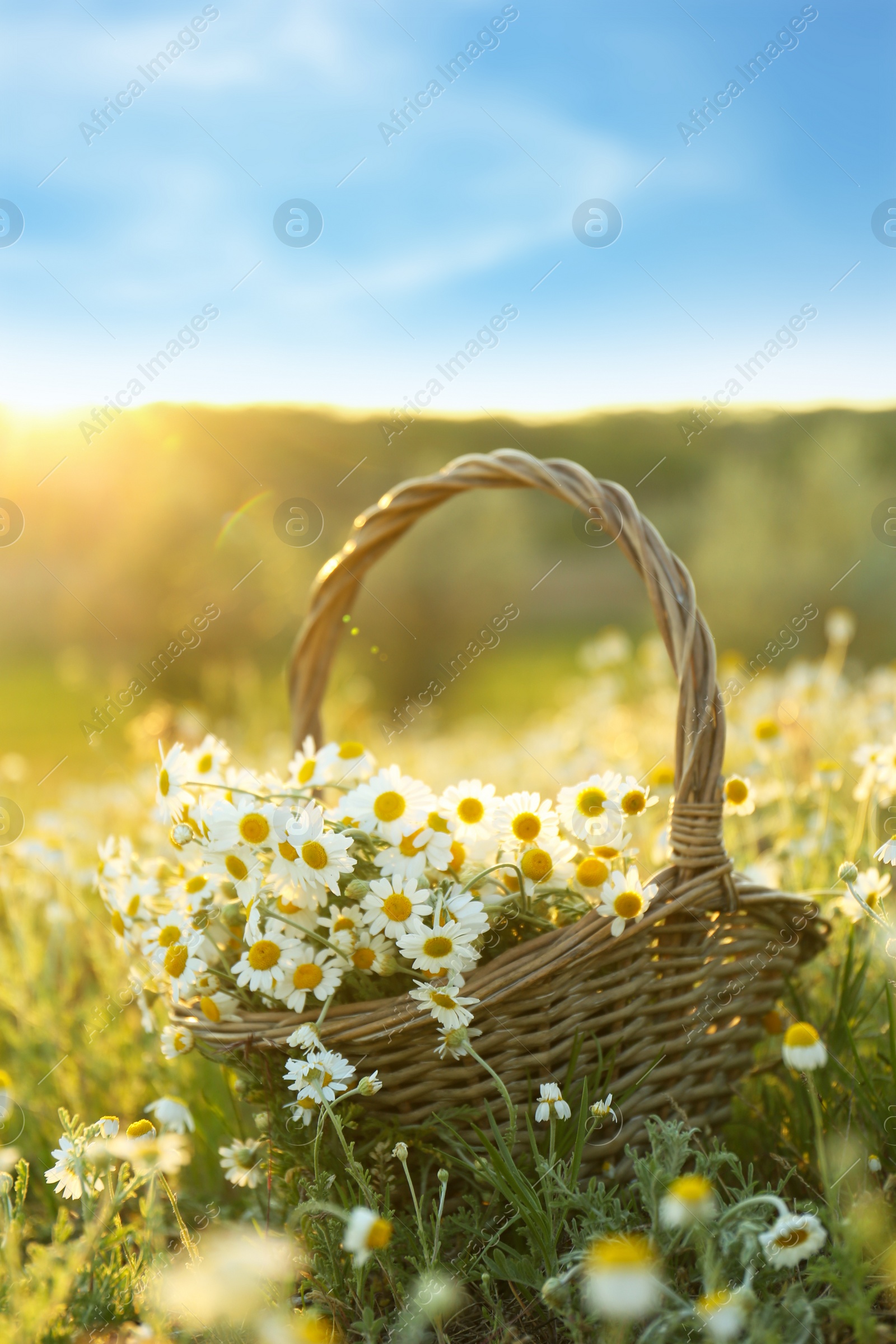 Photo of Wicker basket with beautiful chamomiles in meadow on sunny day