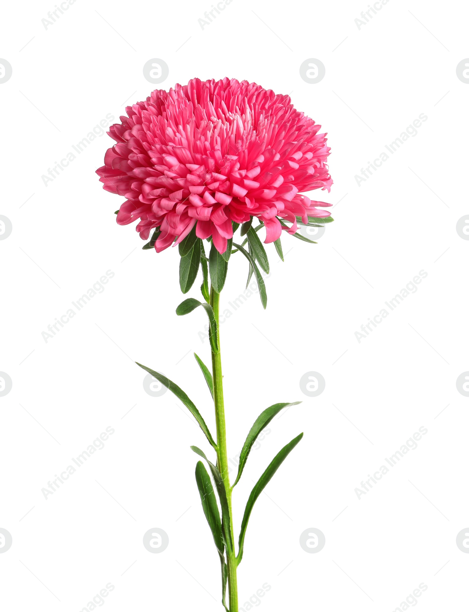 Photo of Beautiful bright aster flower on white background