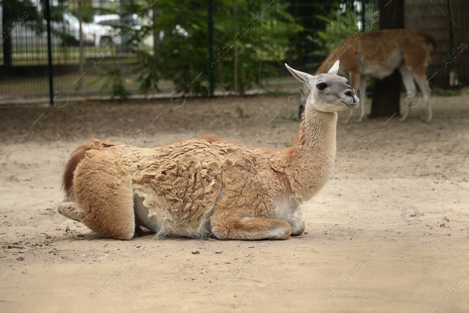 Photo of Cute guanaco in zoo enclosure. Wild animal