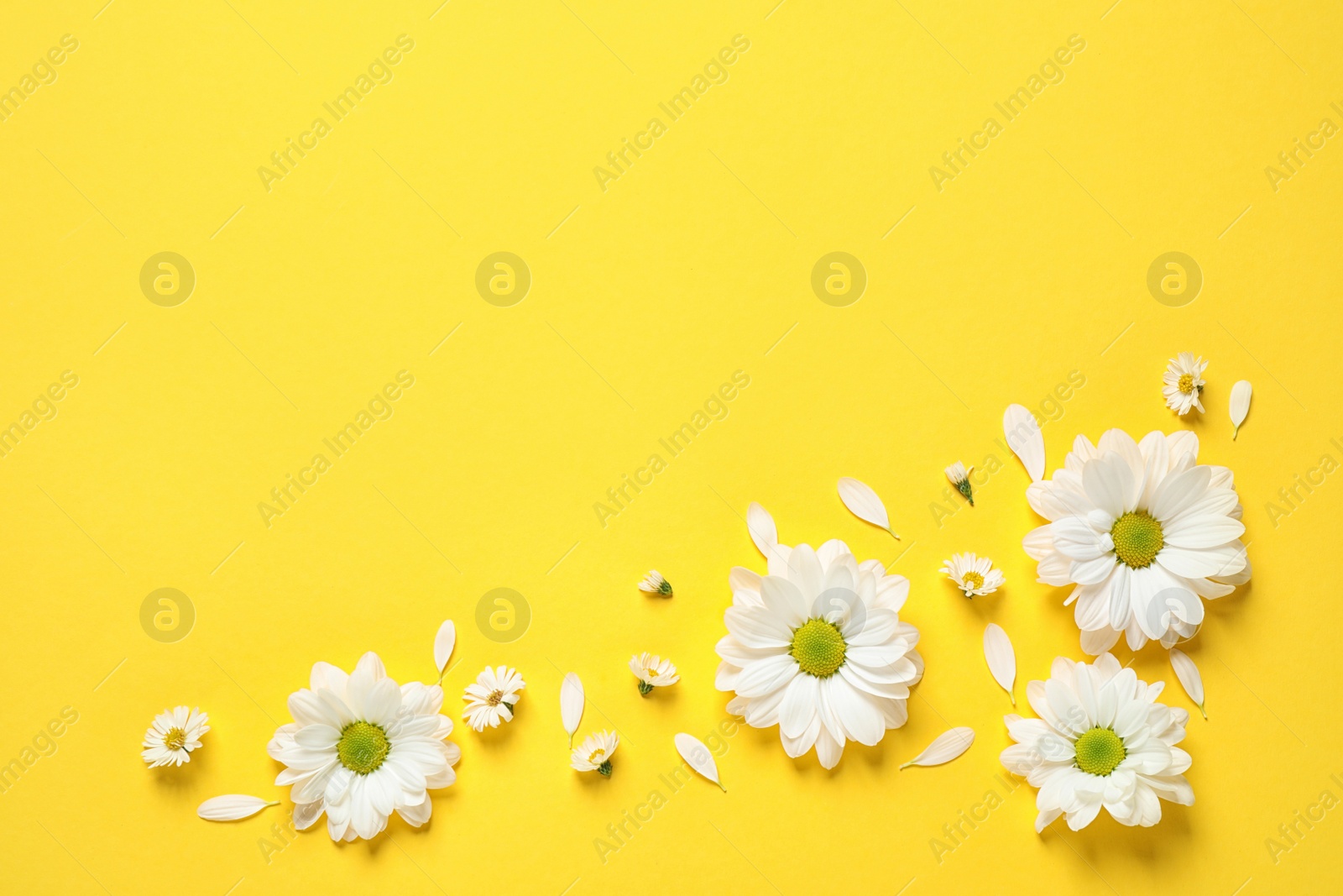 Photo of Beautiful white chamomile flowers on yellow background, flat lay. Space for text